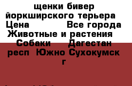 щенки бивер йоркширского терьера › Цена ­ 8 000 - Все города Животные и растения » Собаки   . Дагестан респ.,Южно-Сухокумск г.